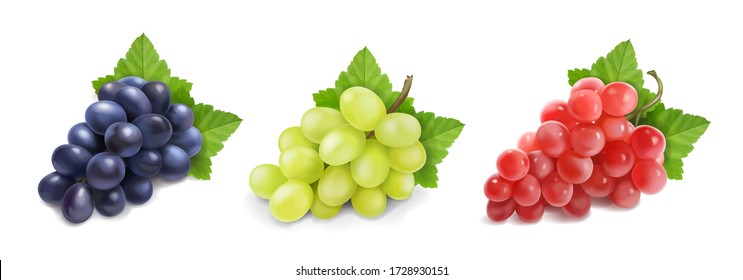 Разный винный виноград. Зеленый виноград, черный и красный розовый мускатель виноградные ветви 3d векторный набор иконок.