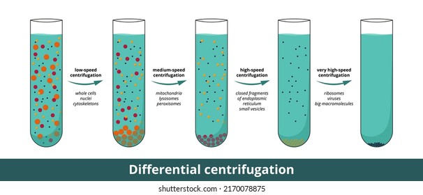 Differential centrifugation visualization with 4 stages at progressively higher speeds that separate cell components on the basis of their size and density.