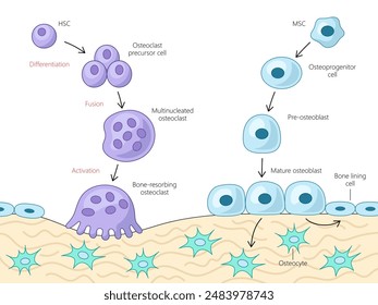 differentiation and activation process of bone cells, osteoclast and osteoblast development pathways diagram hand drawn schematic vector illustration. Medical science educational illustration