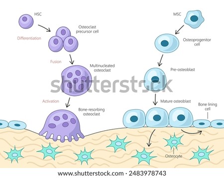 differentiation and activation process of bone cells, osteoclast and osteoblast development pathways diagram hand drawn schematic vector illustration. Medical science educational illustration