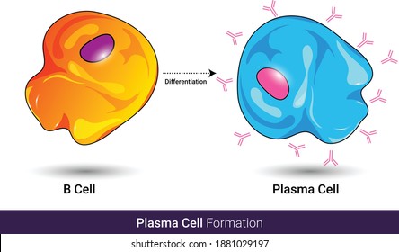 Differentiation Of B Cell:  Upon Antigen Stimulation Of Surface Receptor, Plasma Cell Producing Monoclonal Antibodies Are Made, Vector Illustration Eps.