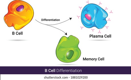 differentiation of b cell:  upon antigen stimulation of surface receptor, plasma cell producing monoclonal antibodies are made, vector illustration eps.