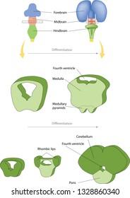 Differentiation Of The Caudal Hindbrain. The Caudal Hindbrain Differentiates Into The Medulla.