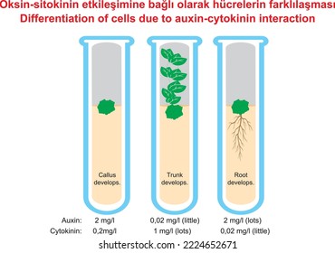 Differentiation of cells due to auxin-cytokinin interaction