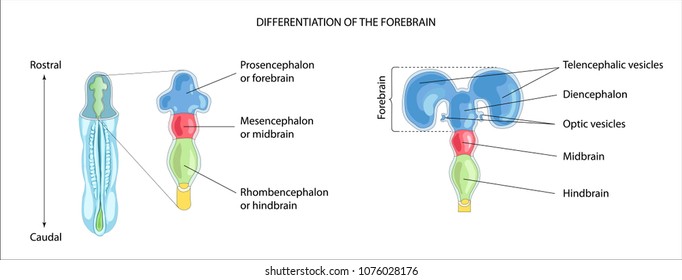 Differentiation Of The Forebrain. Differentiation Of The Telencephalon And Diencephalon. The Three Primary Brain Vesicles. The Secondary Brain Vesicles Of The Forebrain. Formation Of The Human Brain. 