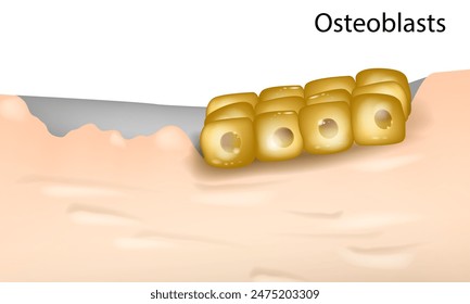 Diferenciación de las células primarias de los osteoblastos humanos. Osteoblastos y sus aplicaciones en el tejido óseo