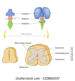 Differentiation of the spinal cord. The butterfly-shaped core of
the spinal cord is gray matter divisible into dorsal and ventral horns,and an intermediate zone.