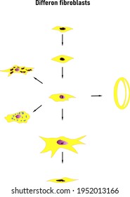 Unterschiedliche Fibroblasten-Schema, Bildung der extrazellulären Matrix (hauptsächlich Fibroblasten sind dabei beteiligt). Kollagen und Elastin, die Fasern bilden.Farbige Grafiken
