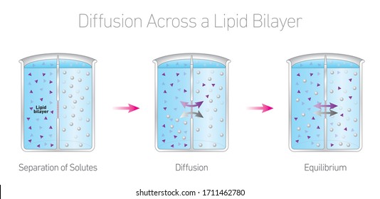 Diffusion across a lipid bilayer - Lipids, Membranes and the first cells (Biology education illustration)