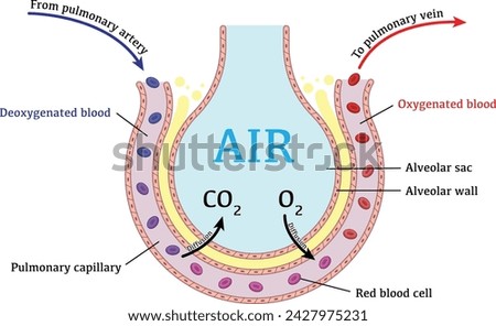 Diffusion in alveoli diagram with labeling