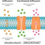 Diffusion and Facilitated Diffusion Across Cell Membrane Illustration