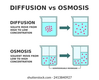 Difusión frente a Osmosis. Proceso de transporte de soluciones. La difusión se refiere al movimiento soluto de alta a baja concentración. La ósmosis se refiere al movimiento de disolventes de baja concentración a alta. Ilustración vectorial.