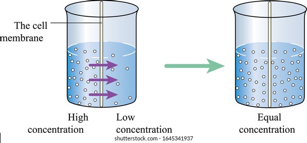 Diffusion-the process in which small molecules move, High concentration to Low concentration, Chemical diagram