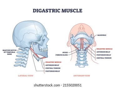 Digastric Muscle With Human Facial Neck And Chin Structure Outline Diagram. Labeled Educational Scheme With Hyoid, Fibrous Sling, Posterior Belly And Central Tendon Structure Vector Illustration.