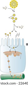 
Digestion And Absorption Of Lipids vector