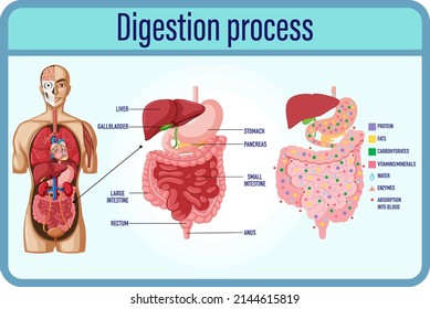 Digestion anddigestion cells and small intestine illustration