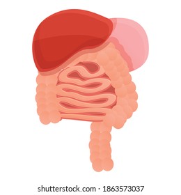 Digestion body system icon. Cartoon of digestion body system vector icon for web design isolated on white background