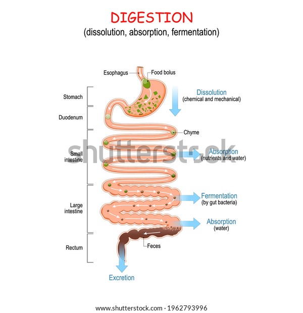 digestion (dissolution, absorption,\
fermentation). From food bolus or Chyme to Feces. Human digestive\
system: Esophagus, Stomach, Duodenum, Small and Large\
intestine,\
Rectum. Vector\
illustration