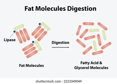 Digestion of Fat Molecules. Processed with Lipase Enzyme Effect on Fat Molecules. Fatty Acid And Glycerol Formation. Vector Illustration