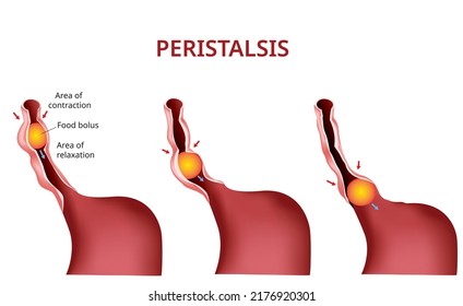 Digestión y peristalsis. Esófago y estómago a intestino, Vector