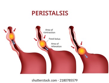 Digestion and Peristalsis. Esophagus and stomach to intestine, Vector