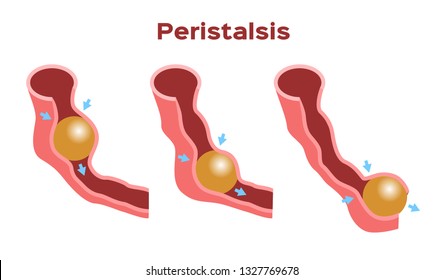 Digestion and Peristalsis vector / intestine