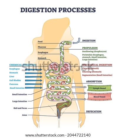Digestion processes as overall gastrointestinal tract organs outline diagram. Educational food processing system from ingestion to defecation using chemical or mechanical mechanism vector illustration