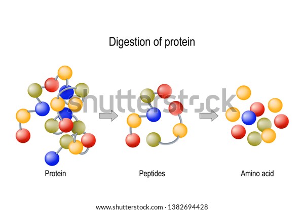 Digestion of\
Protein. Enzymes (proteases and peptidases) are digestion breaks\
the protein into smaller peptide chains and into single amino\
acids, which are absorbed into the\
blood.