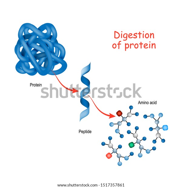 タンパク質の消化 酵素 プロテアーゼとペプチダーゼ は 消化によってタンパク質を小さなペプチド鎖に分解し 単一のアミノ酸に分解し 血液中に吸収する のベクター画像素材 ロイヤリティ フリー