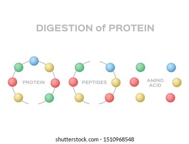 digestion of protein vector / protein peptide amino acid
