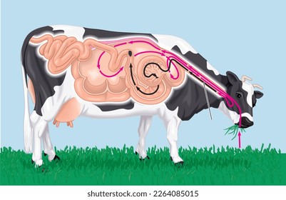 Digestion in ruminant mammals vector