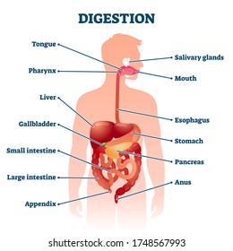 Digestion vector illustration. Labeled educational internal organs info scheme. Digestive tract physiology and anatomical explanation. Gastrointestinal system elements on simple human body silhouette.