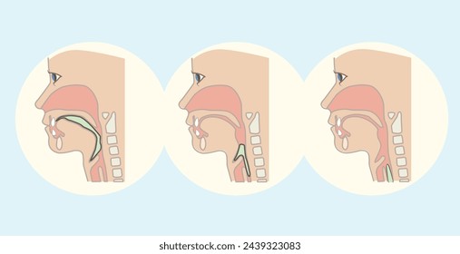 Darstellung des Verdauungsvektors. In: Labeled Educational Internal Organs Info Scheme. Physiologie und anatomische Erklärung des Verdauungstrakts.