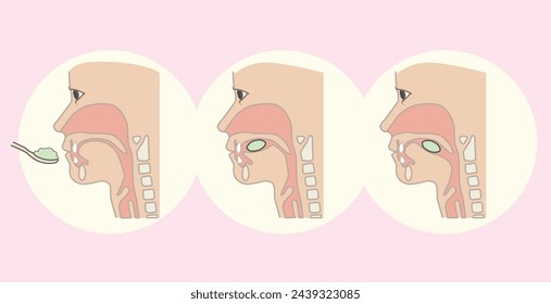 Digestion vector illustration. Labeled educational internal organs info scheme. Digestive tract physiology and anatomical explanation.
