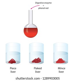 Digestive Enzyme And Phenol Red Assay