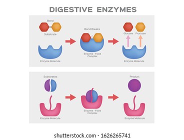 digestive enzyme vector / 2 type