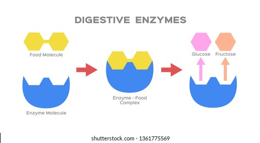 Digestive Enzyme Vector