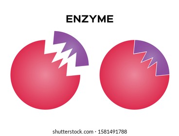 digestive enzyme vector on white background