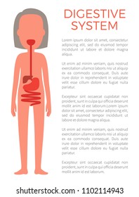 Digestive female system color vector illustration, anatomical text internal structure of gastric tract in woman`s organism, mouth and cecum organs