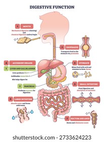 Digestive function diagram shows a simplified pathway of food through mouth to stomach and intestines, key organs highlighted, stomach, liver, small intestine. Outline diagram