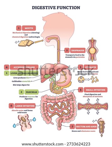 Digestive function diagram shows a simplified pathway of food through mouth to stomach and intestines, key organs highlighted, stomach, liver, small intestine. Outline diagram