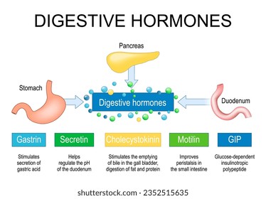 Hormonas digestivas. Órganos internos humanos Páncreas, Stomach y Duodeno como parte del sistema endocrino. Hormonas gastrointestinales gastriina, colecistokinina, secretina, péptido inhibidor gástrico 