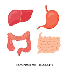 digestivo de órganos de hígado de estómago intestino grueso intestino delgado fondo blanco aislado estilo plano