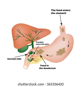 Digestive organs. Digestive apparatus. Bile to digest food. Isolation of pancreatic juice for pirevarivaniya food. Infographics. Vector illustration on isolated background.