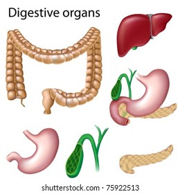 Digestive organs isolated