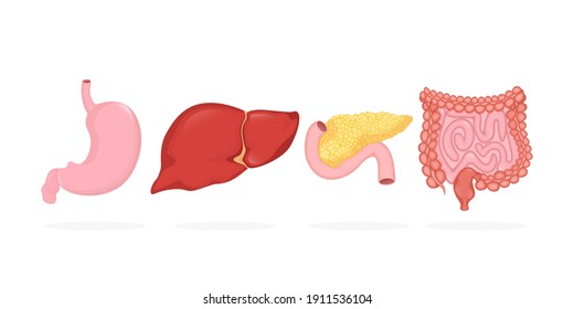 Digestive organs set in realistic style. Vector illustration graphic design. Cartoon infographic with digestive organs set.