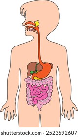 digestive organs vector illustration isolated on with background