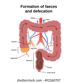 Digestive Process, The Formation Of Feces And Defecation, The Circuit Structure Of The Colon