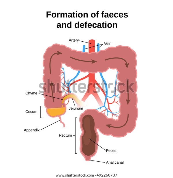 Digestive process, the formation\
of feces and defecation, the circuit structure of the\
colon