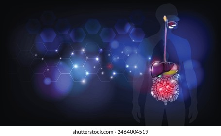 The digestive system abstract background. The picture shows the significant structures of the digestive tract